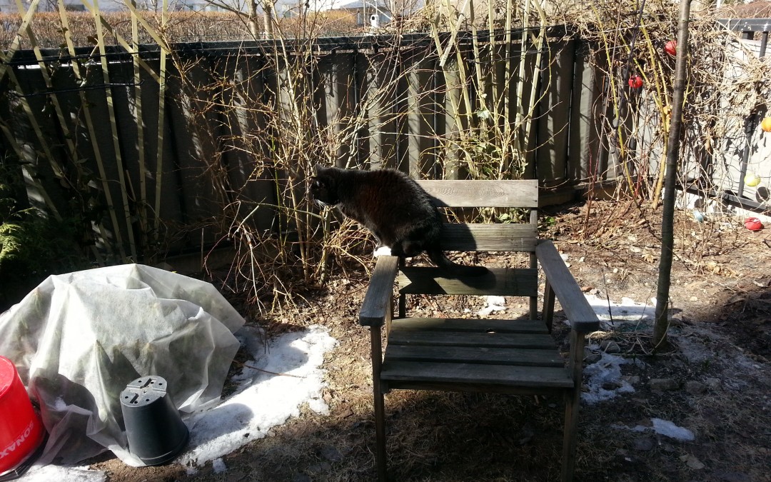 cats_katter_misselina_maj131