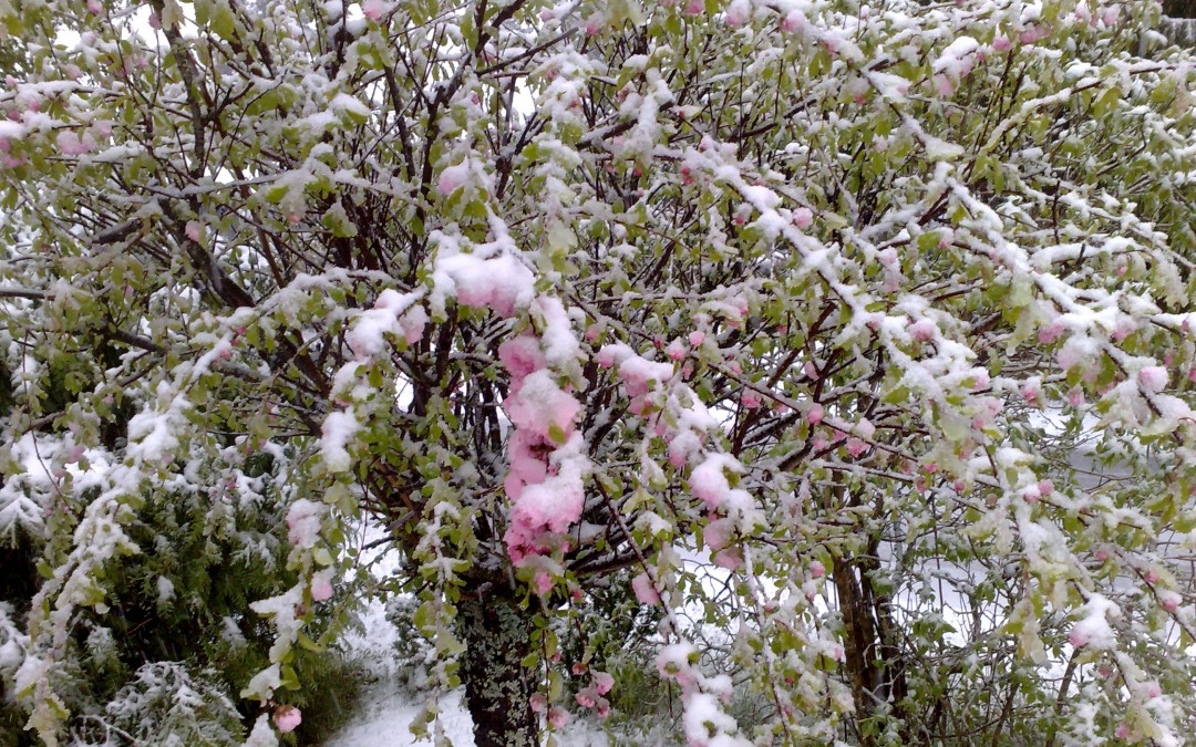 cherry_tree_winter4