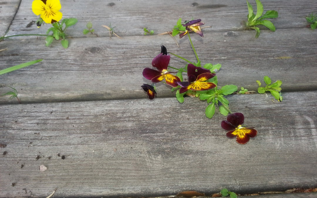 gardening_pot201207014