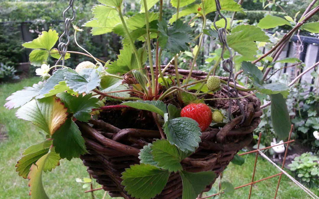strawberries_ampel201207224