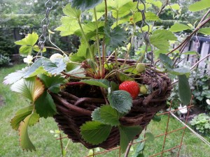 strawberries_ampel201207224