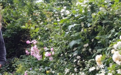 blommor-solna04